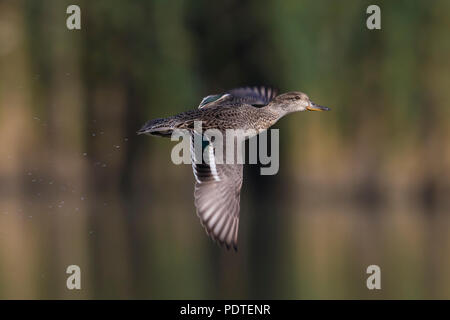 Flying Eurasian Teal; Anas crecca Foto Stock