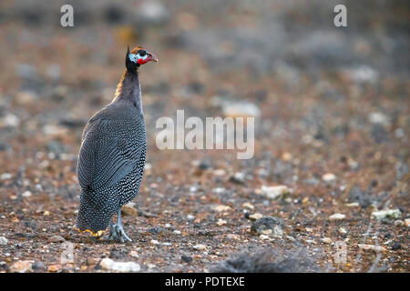 Helmeted Faraone; Numida meleagris Foto Stock