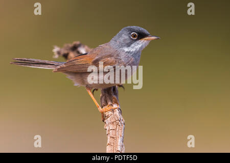 Capo Verde Spectacled trillo; Sylvia conspicillata orbitalis Foto Stock