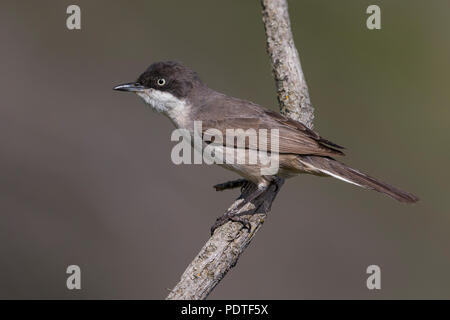 Western Orphean trillo; Sylvia hortensis Foto Stock