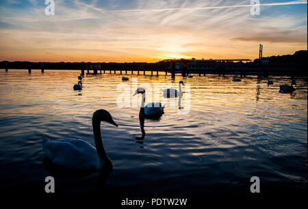 I cigni sul Lago Tegel al tramonto a Berlino, Germania, 25 maggio 2014. | Utilizzo di tutto il mondo Foto Stock