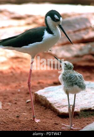 Una madre black-winged stilt in piedi su una gamba sola con il suo bambino, che schiuse il 2 agosto, presso lo Zoo di Francoforte in Germania, il 21 agosto 1997. | Utilizzo di tutto il mondo Foto Stock