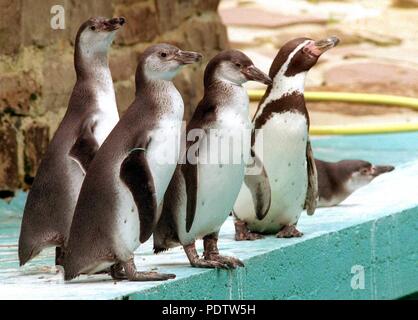 Gerdchen il pinguino (4.f.l.) gode della compagnia di quattro nuovi pinguini Humboldt a Sababurg Zoo il 22 luglio 1998. | Utilizzo di tutto il mondo Foto Stock