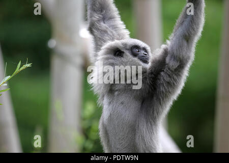 Un'argentea gibbone nel proprio recinto a Tierpark Hellabrunn zoo di Monaco di Baviera, Germania, il 15 luglio 2015. | Utilizzo di tutto il mondo Foto Stock