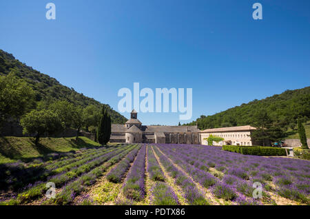 La piena fioritura del campo di lavanda in Provenza, nel sud della Francia Foto Stock