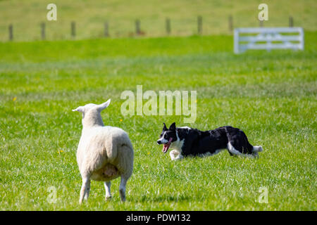 Un sheepdog essendo comandato di fetch pecore durante il National Sheep Dog prove essendo mantenuto a Nannerch, Flintshire Foto Stock