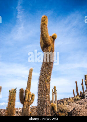 Cactus giganti visto in Isola di Cactus Isla Incahuasi Uyuni Bolivia Foto Stock