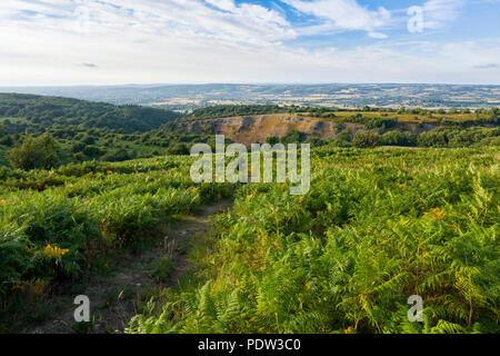 Bracken (Pteridium aquilinum) su nero verso il basso che si affaccia Burrington Combe in Mendip Hills, Somerset, Inghilterra. Foto Stock