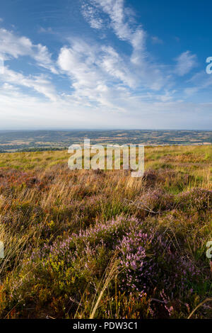 Heather on Black Down nel Mendip Hills National Landscape, Somerset, Inghilterra. Foto Stock