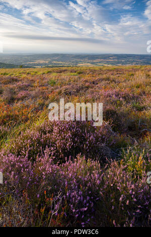 Heather on Black Down nel Mendip Hills National Landscape, Somerset, Inghilterra. Foto Stock