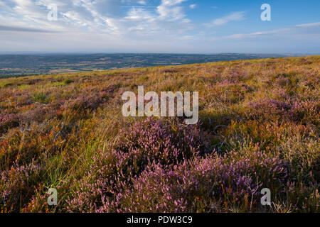 Heather on Black Down nel Mendip Hills National Landscape, Somerset, Inghilterra. Foto Stock