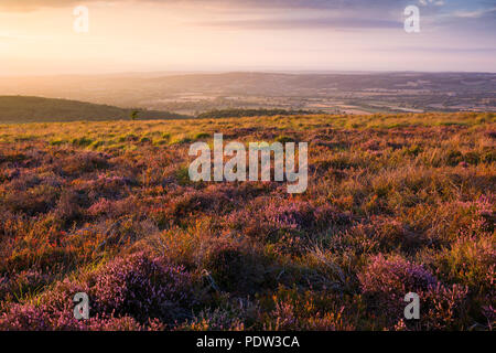 Heather on Black Down nel Mendip Hills National Landscape, Somerset, Inghilterra. Foto Stock