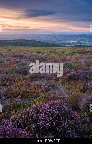 Heather on Black Down nel Mendip Hills National Landscape, Somerset, Inghilterra. Foto Stock