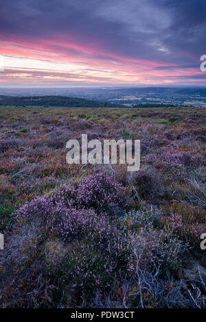 Heather on Black Down nel Mendip Hills National Landscape, Somerset, Inghilterra. Foto Stock