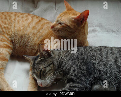 Golden e colorate in grigio i gatti sono i migliori amici Foto Stock