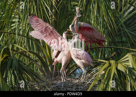 Roseate Spoonbill famiglia, Platalea ajaja Foto Stock