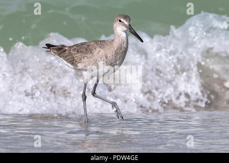 Willet, Catoptrophorus semipalmatus Foto Stock