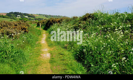 Fiori Selvatici lungo la costa sud occidentale il percorso a Slapton Sands. Foto Stock