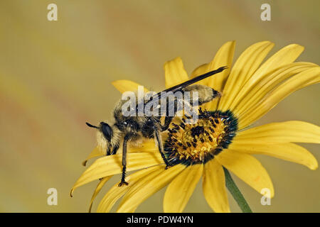 Laphria fernaldi, una specie di brigante fly, si trovano principalmente nel Nord-ovest del Pacifico. Essi sono carniverous, si nutrono di piccoli insetti. Foto Stock