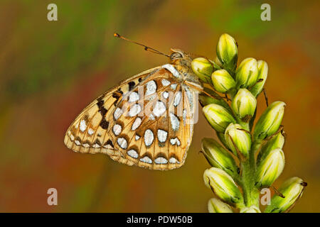 Una farfalla di Zerene Fritillary, Speyeria zerene, su un fiore selvatico nelle montagne dell'Oregon Cascade. Foto Stock