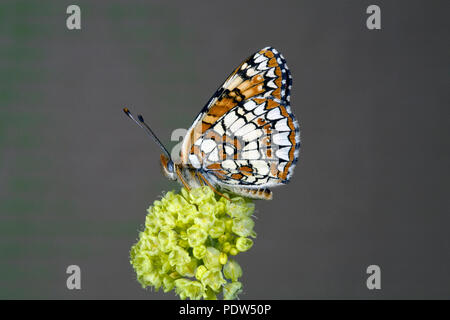 Ritratto di un maschio di Northern Checkerspot Butterfly, Chlosyne palla, fotografato su un millefiori sulla parte inferiore del fiume Metolius nella centrale Oregon Casc Foto Stock