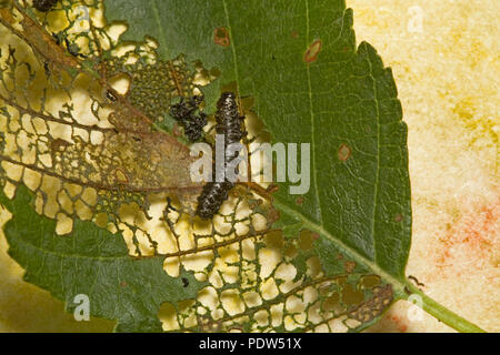 Thed minuscola, otto pollici di lunghezza prima caterpillar instar della foresta comune tenda tarma Malacosoma disstria, su una ben masticato su foglie di ontano. Foto Stock