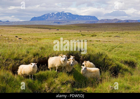 Icelandic Sheep, wooly nel loro unsheared estate lana, in un prato pascolo sulle pianure glaciali nei pressi di Gullfoss nel sud dell'Islanda. Foto Stock