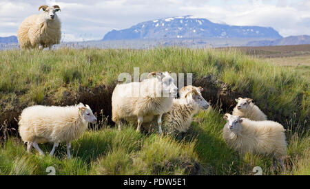 Un piccolo allevamento di pecore islandese, wooly nei loro cappotti invernali, in un campo di origine glaciale nei pressi di Cascate Gullfoss, Islanda Foto Stock