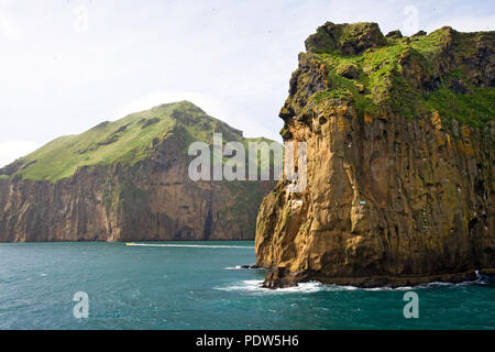 Uccelli marini da migliaia si ergono sulle ripide scogliere di Isola di Heimaey, la più grande isola dell'Arcipelago Vestmannaeyjar, appena al largo della costa meridionale della Foto Stock