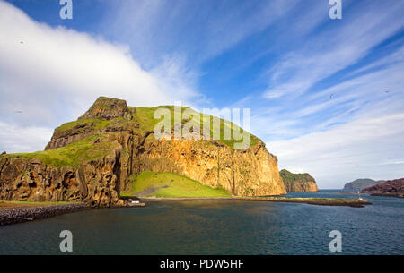 Uccelli marini si ergono sulle ripide scogliere di Isola di Heimaey, la più grande isola dell'Arcipelago Vestmannaeyjar, appena al largo della costa meridionale dell'Islanda. Foto Stock