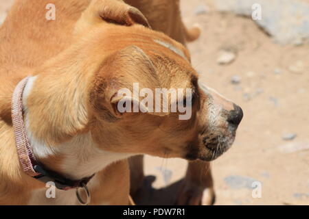 Cane Foto Stock