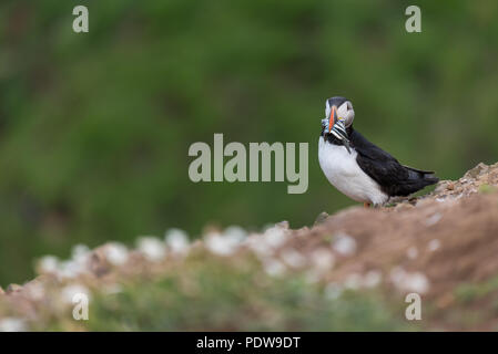 Un puffin con pesce nella sua bocca Foto Stock