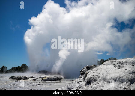 Pohutu geyser di Whakarewarewa, Nuova Zelanda Foto Stock