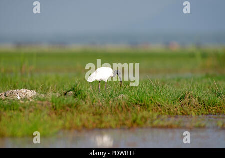 A testa nera (Ibis Threskiornis melanocephalus), Tailandia Ibis à tête noire Foto Stock