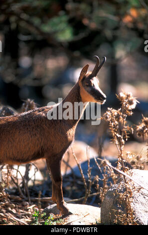 Pirenei camoscio - Rupicapra pyrenaica - Pirenei - Francia Isard - Pyrénées - Francia Foto Stock