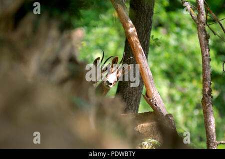 Pirenei camoscio - Rupicapra pyrenaica - Pirenei - Francia Isard - Pyrénées - Francia Foto Stock