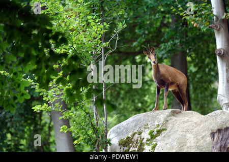 Pirenei camoscio - Rupicapra pyrenaica - Pirenei - Francia Isard - Pyrénées - Francia Foto Stock