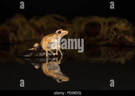 Borneo eared rana seduto su una pietra in acqua Foto Stock