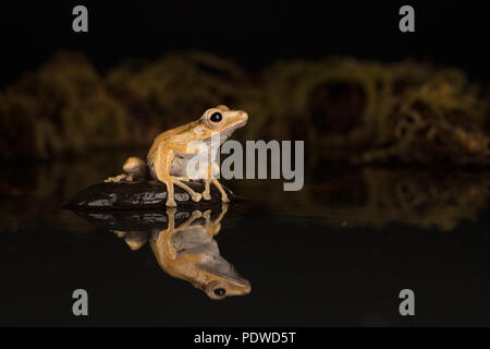 Borneo eared rana seduto su una pietra in acqua Foto Stock