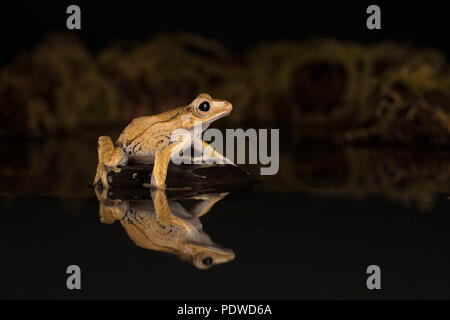 Borneo eared rana seduto su una pietra in acqua Foto Stock