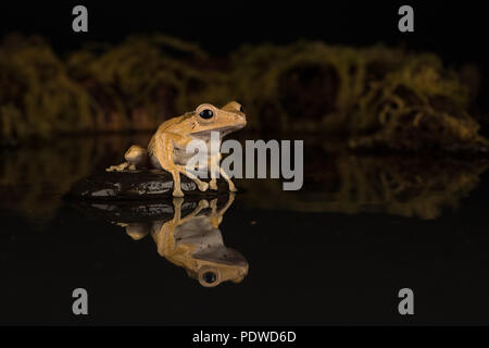 Borneo eared rana seduto su una pietra in acqua Foto Stock