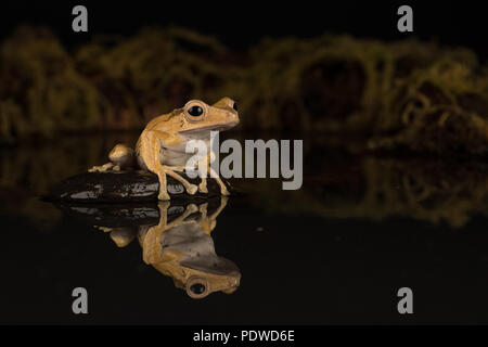 Borneo eared rana seduto su una pietra in acqua Foto Stock