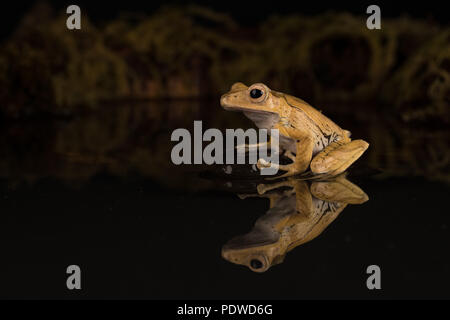 Borneo eared rana seduto su una pietra in acqua Foto Stock