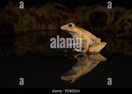 Borneo eared rana seduto su una pietra in acqua Foto Stock