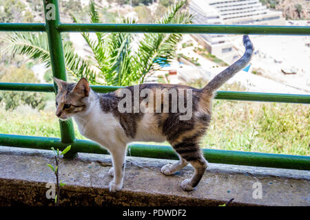 Gatto nel ristorante Foto Stock