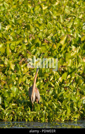 Airone rosso (Ardea purpurea) - in acqua - hyancinth guardando il fotografo - Thailandia Héron pourpré Foto Stock