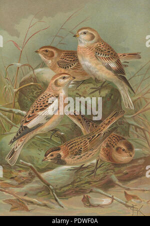 2 Plectrophenax nivalis estratto Foto Stock