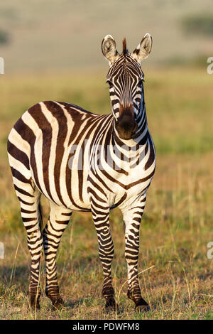 Zebra guardando la telecamera Foto Stock