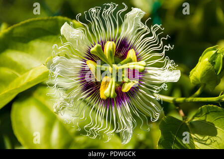 Tettuccio di colpo di un bel fiore della passione (Passiflora edulis) coltivate in un giardino in Malaysia. La base del fiore è un ricco viola con... Foto Stock