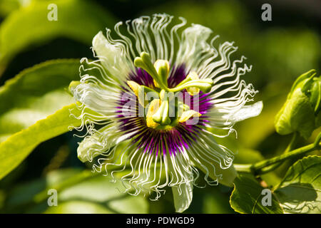 Primo piano di un bellissimo fiore della passione (Passiflora edulis) coltivate in un giardino in Malaysia. La base del fiore è un ricco viola con 5 stami. Foto Stock